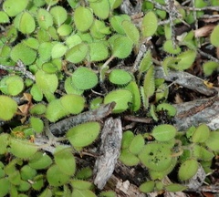 Leptostigma setulosum