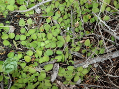 Leptostigma setulosum