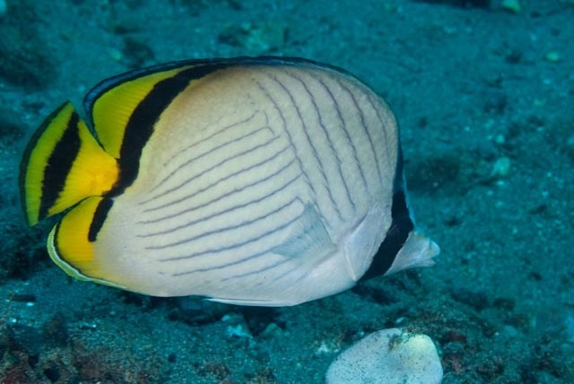 Vagabond butterflyfish