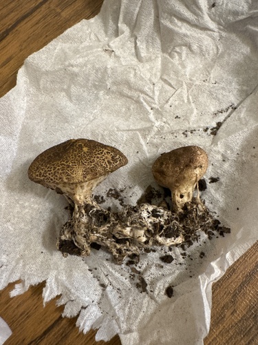 Scleroderma sp. 'JP01'