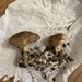 Scleroderma sp. 'JP01'