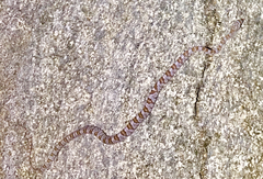 Trimorphodon lyrophanes