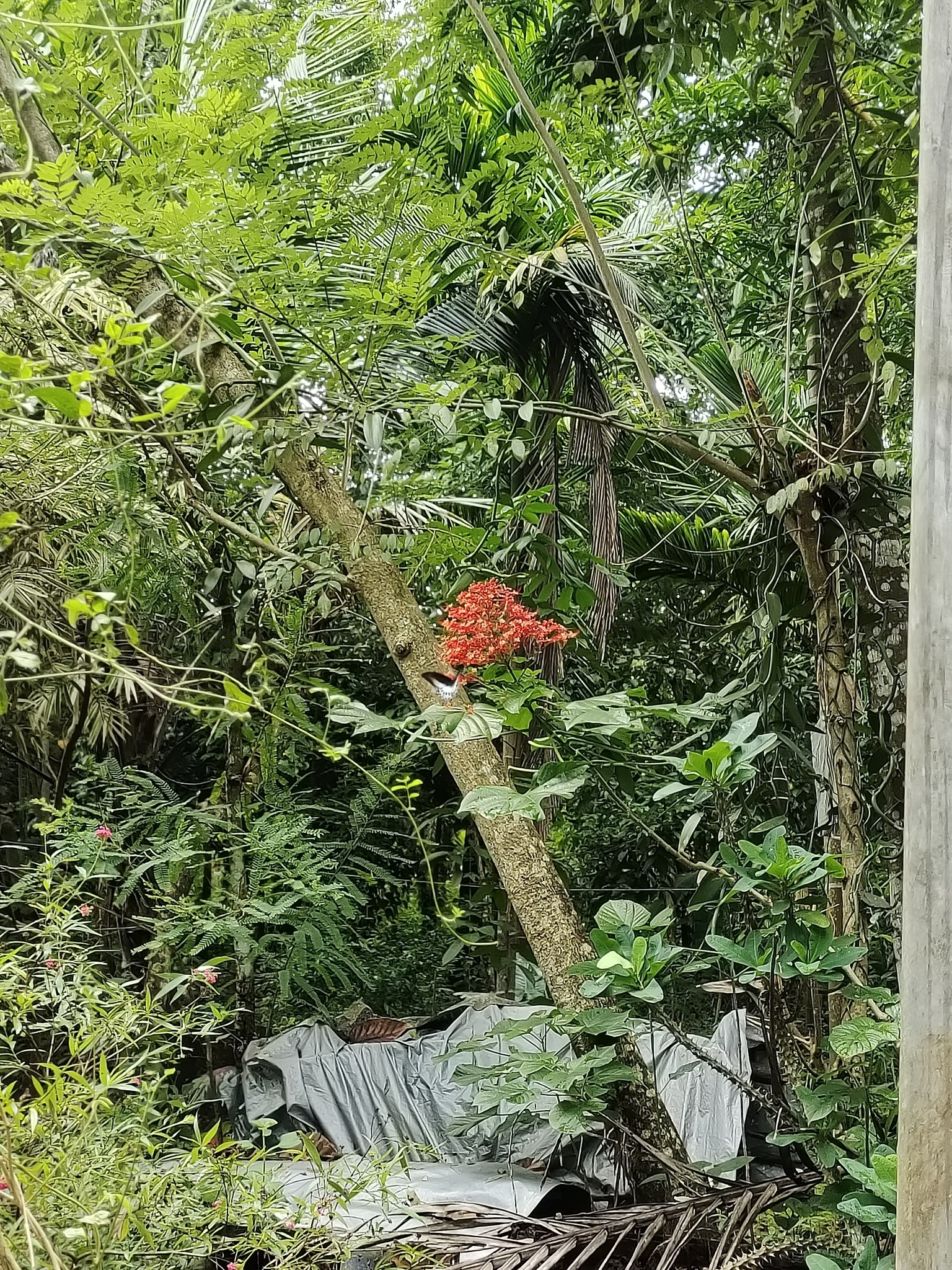 Island Mormon