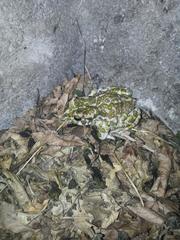 Bufotes viridis viridis