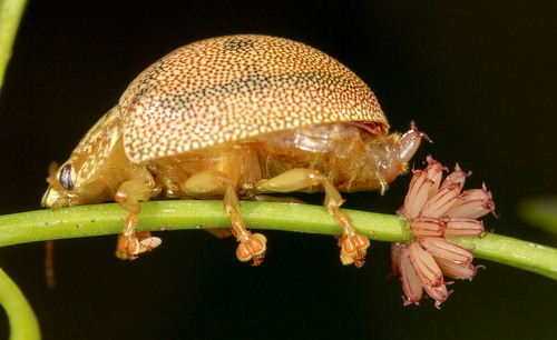Dotted Paropsine Leaf Beetle