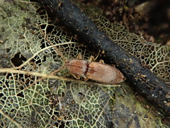 Exoeolus rufescens