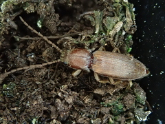 Exoeolus rufescens