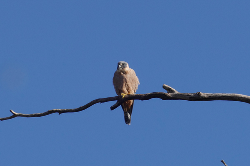 Australian Hobby