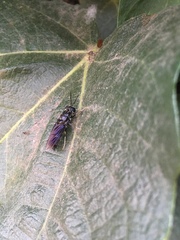 Hermetia illucens