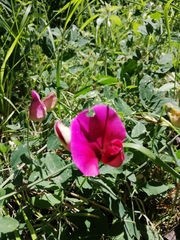 (c) Pantazi Katerina, some rights reserved (CC BY) Lathyrus grandiflorus, photograph (c) Pantazi Katerina, some rights reserved (CC BY)