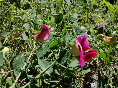 Lathyrus grandiflorus, photograph 6
