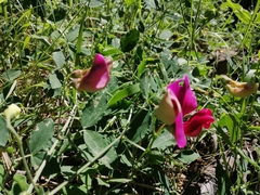 Lathyrus grandiflorus, photograph (c) Pantazi Katerina, some rights reserved (CC BY)