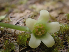 Melicytus macrophyllus