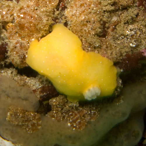 Baptodoris mimetica