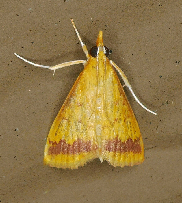 Hyalorista