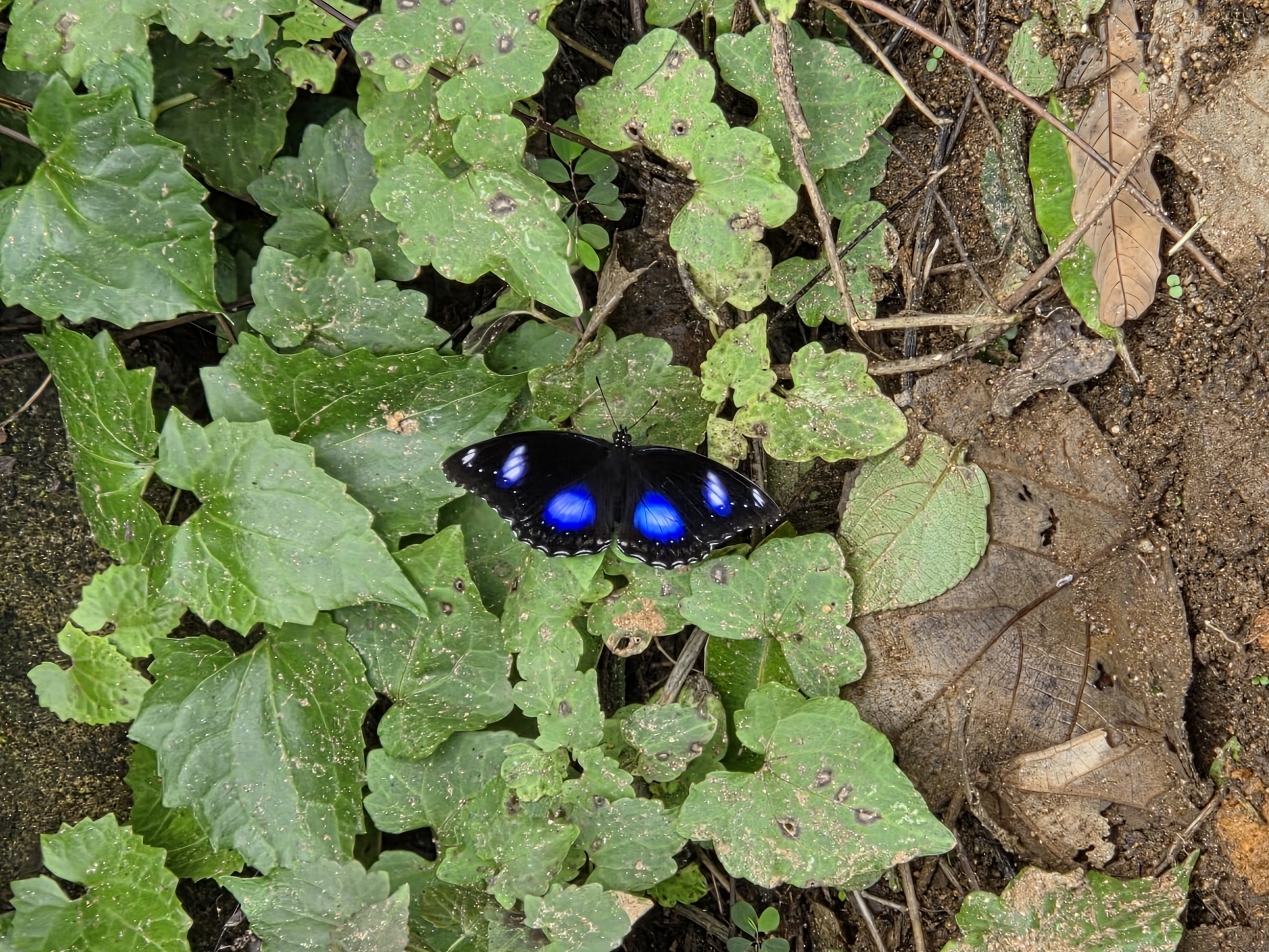Great Eggfly