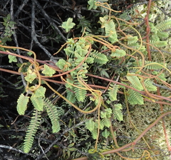 Pimelea urvilleana