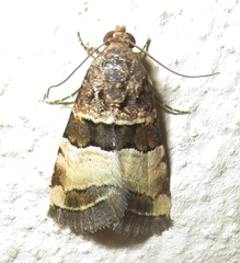 Pseudozarba bipartita