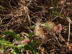 Centaurea polyacantha, photograph Duarte Frade, CC BY, iNaturalist via GBIF