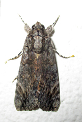 Ulotrichopus tinctipennis