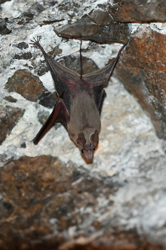 Small Mouse-tailed Bat