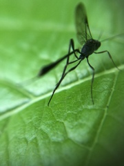 Ichneumonidae