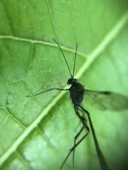 Ichneumonidae