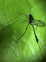 Ichneumonidae