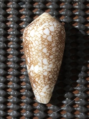 Conus omaria