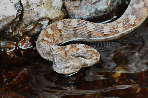 Oman Saw-scaled Viper