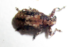 Amphibolocorynus varius