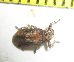 Amphibolocorynus varius