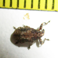 Amphibolocorynus varius