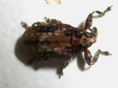 Amphibolocorynus varius