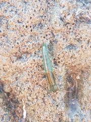 Betaeopsis aequimanus