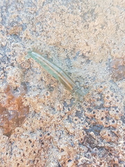 Betaeopsis aequimanus