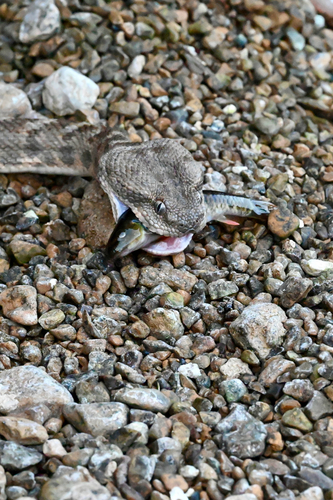 Oman Saw-scaled Viper