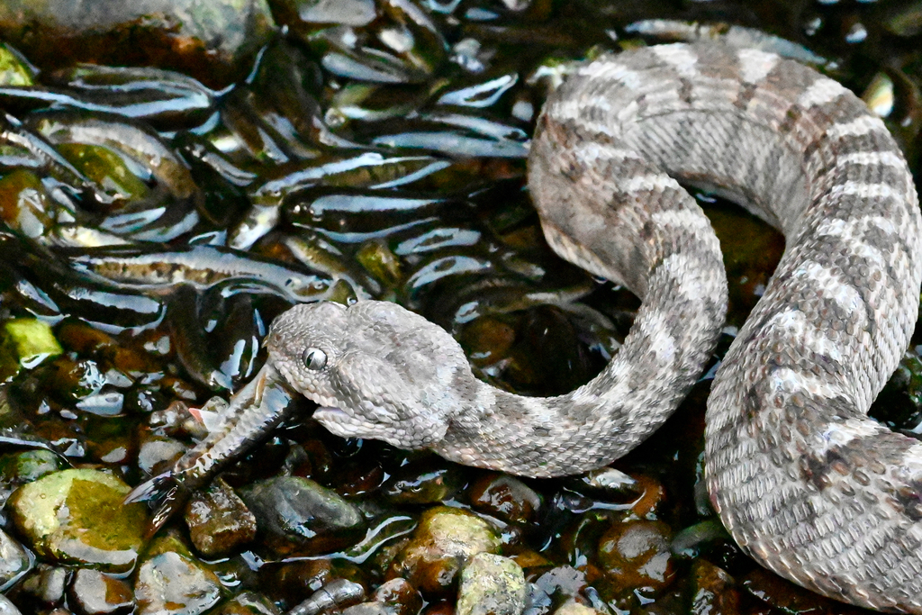 Hajar Saw-scaled Viper