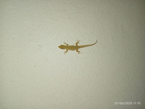 Common Dwarf Gecko