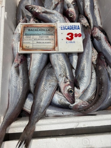 Blue whiting (Micromesistius poutassou) — Gadidae