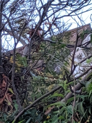 Phylidonyris novaehollandiae