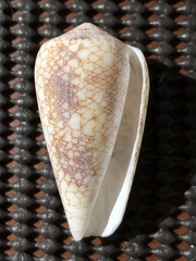 Conus omaria