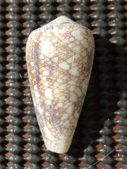 Conus omaria