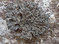 Leioderma duplicatum