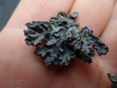 Leioderma duplicatum