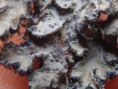 Leioderma duplicatum