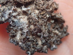 Leioderma duplicatum