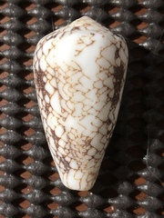Conus omaria