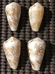 Conus omaria