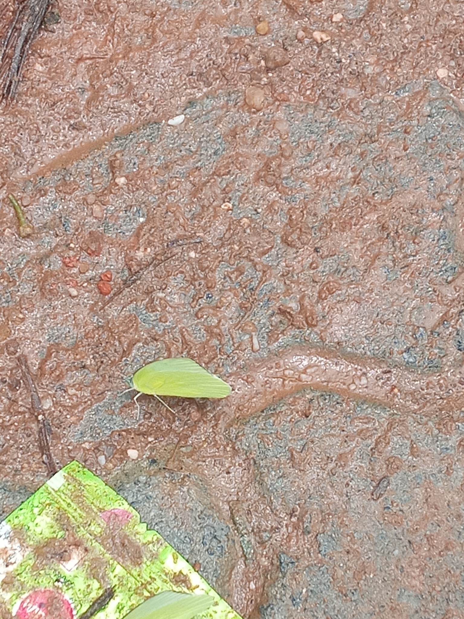 Lemon Emigrant